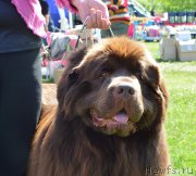 Превью фото № 155390