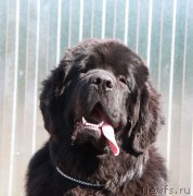 Превью фото № 155400