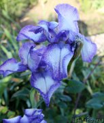 Превью фото № 155451