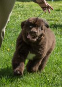 Превью фото № 155480