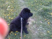 Превью фото № 155499