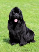 Превью фото № 155585