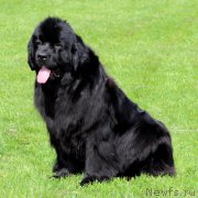 Превью фото № 155586