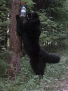 Превью фото № 155590