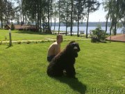 Превью фото № 155608