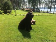 Превью фото № 155609