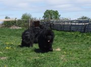 Превью фото № 155627