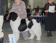 Превью фото № 155657