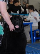 Превью фото № 155711