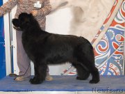 Превью фото № 155800