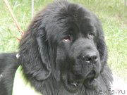 Превью фото № 155823