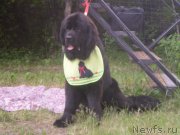 Превью фото № 155825