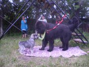 Превью фото № 155826