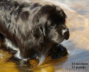 Превью фото № 155851