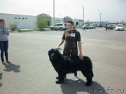 Превью фото № 155856