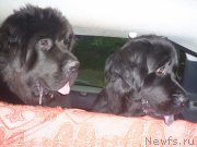 Превью фото № 155887