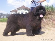 Превью фото № 155908