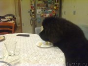 Превью фото № 155969