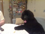 Превью фото № 155970