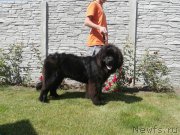 Превью фото № 156039