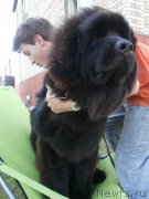 Превью фото № 156043