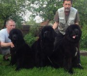 Превью фото № 156075