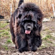 Превью фото № 156116