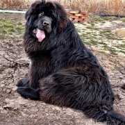 Превью фото № 156118