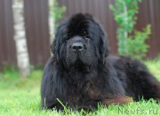 Превью фото № 156136