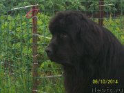 Превью фото № 156141