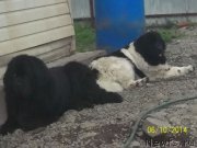 Превью фото № 156145