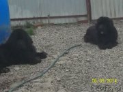 Превью фото № 156147