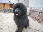 Превью фото № 156236