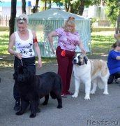 Превью фото № 156296