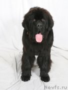 Превью фото № 156322