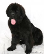 Превью фото № 156335