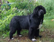 Превью фото № 156345