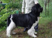 Превью фото № 156346