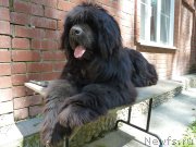 Превью фото № 156372