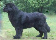 Превью фото № 156377