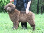 Превью фото № 156384