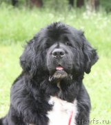 Превью фото № 156387