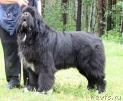 Превью фото № 156388