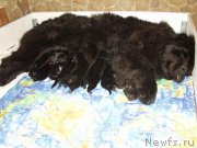 Превью фото № 156394