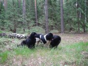 Превью фото № 156409