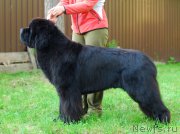 Превью фото № 156483