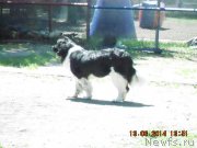 Превью фото № 156487