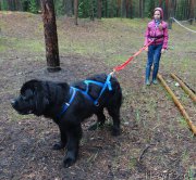 Превью фото № 156526