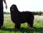 Превью фото № 156595