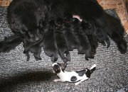 Превью фото № 156609